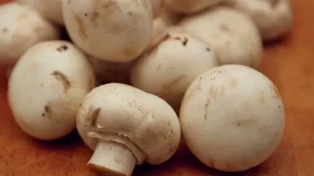 Quelle Est l’Influence des Champignons sur Notre Santé?