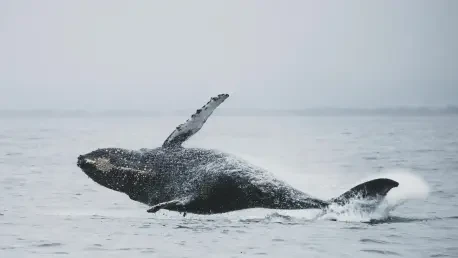 Le Chant des Baleines Révèle une Intelligence Proche de la Nôtre
