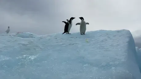 Comment Les Manchots Papous S’adaptent-ils Au Climat Changeant?